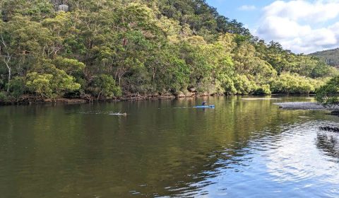 Canoeing In Sydney: 8 Easy Paddling Routes For Beginners