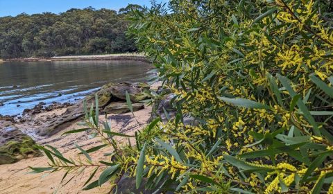 A Day Trip To Berry Island Reserve With Kids