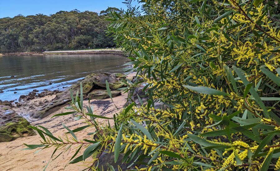 A Day Trip To Berry Island Reserve With Kids