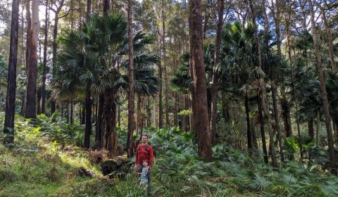 Forests In Sydney: 8 Amazing Walks