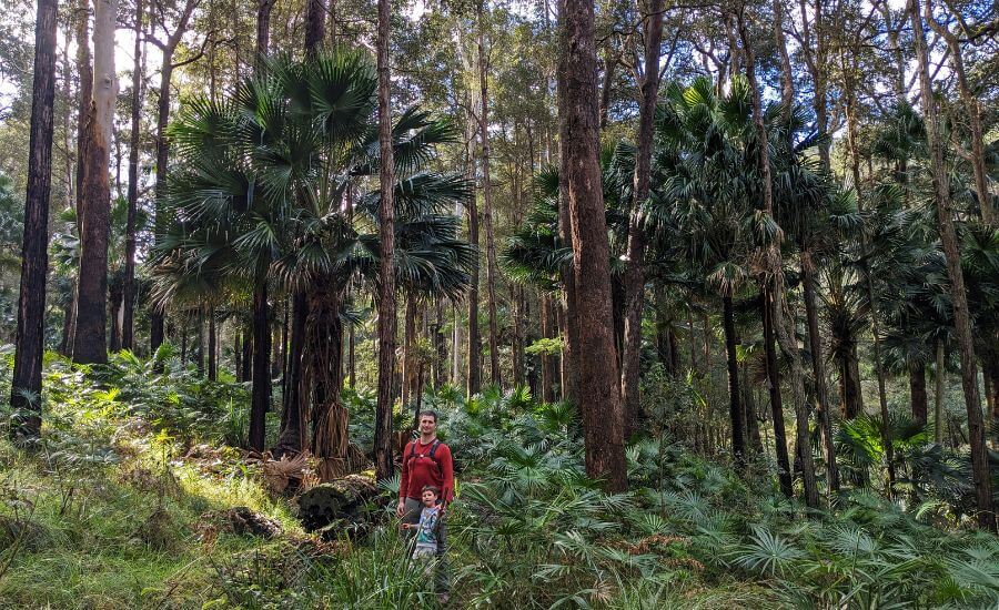 Forests In Sydney: 8 Amazing Walks