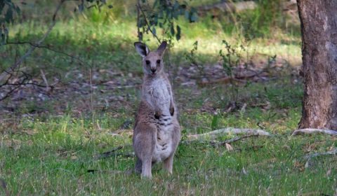 4 Reasons To Visit The Warrumbungles, New South Wales, Australia