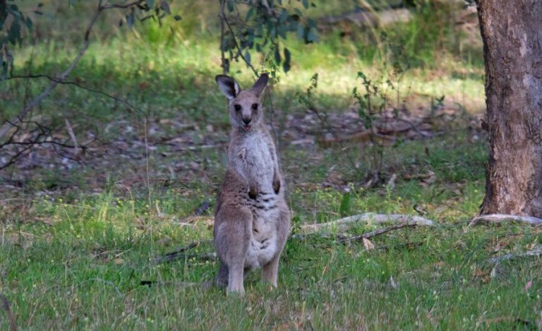 4 Reasons To Visit The Warrumbungles, New South Wales - NSW Footsteps