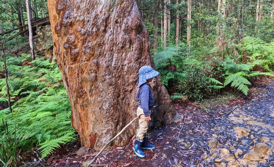 6 Outdoorsy Things To Do With Kids In Hornsby, Sydney, Australia