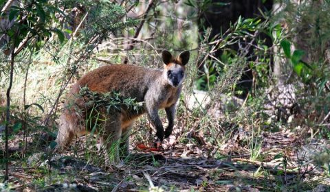 Wild Wallabies In Sydney: Where & When To Find Them