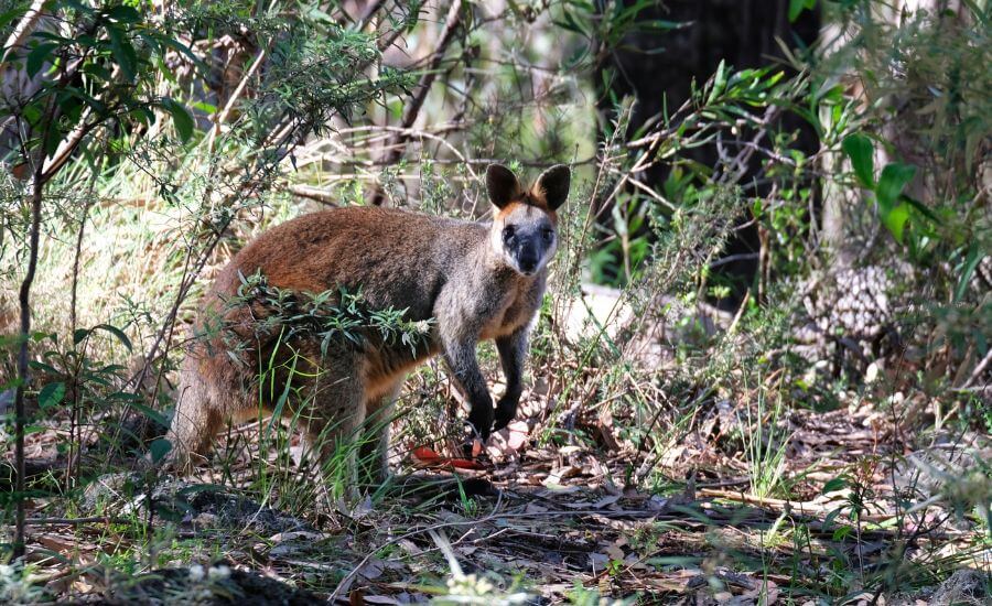 Wild Wallabies In Sydney: Where & When To Find Them