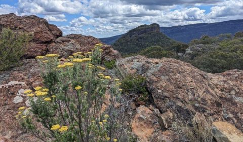 5 Best Walks In Mount Kaputar National Park, Australia
