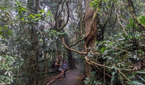5 Reasons You’ll Fall In Love With Dorrigo National Park, New South Wales