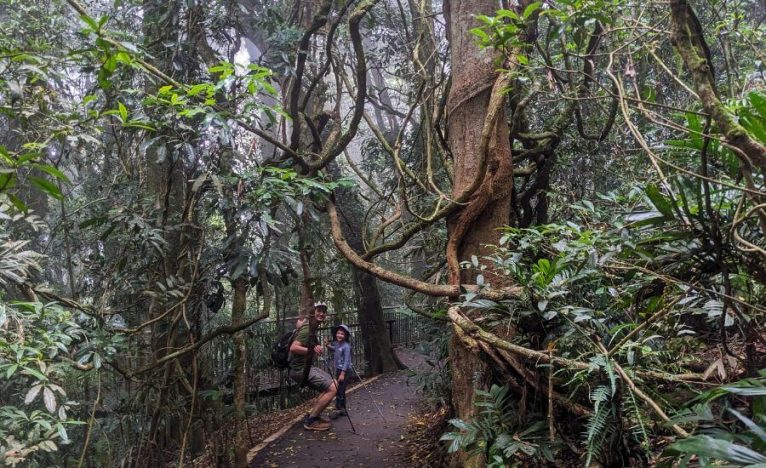 5 Reasons You’ll Fall In Love With Dorrigo National Park, New South Wales