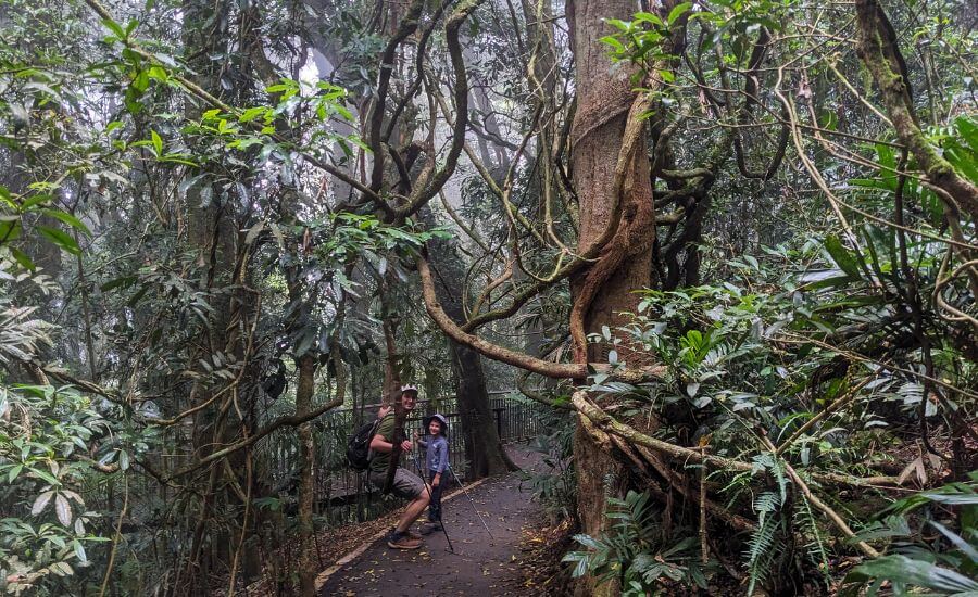 5 Reasons You’ll Fall In Love With Dorrigo National Park