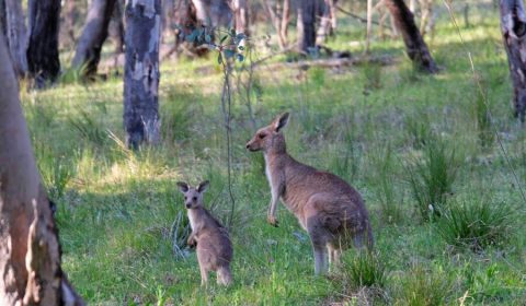 Wake Up To Kangaroos: 7 NSW Campgrounds Where Wildlife Roams Free