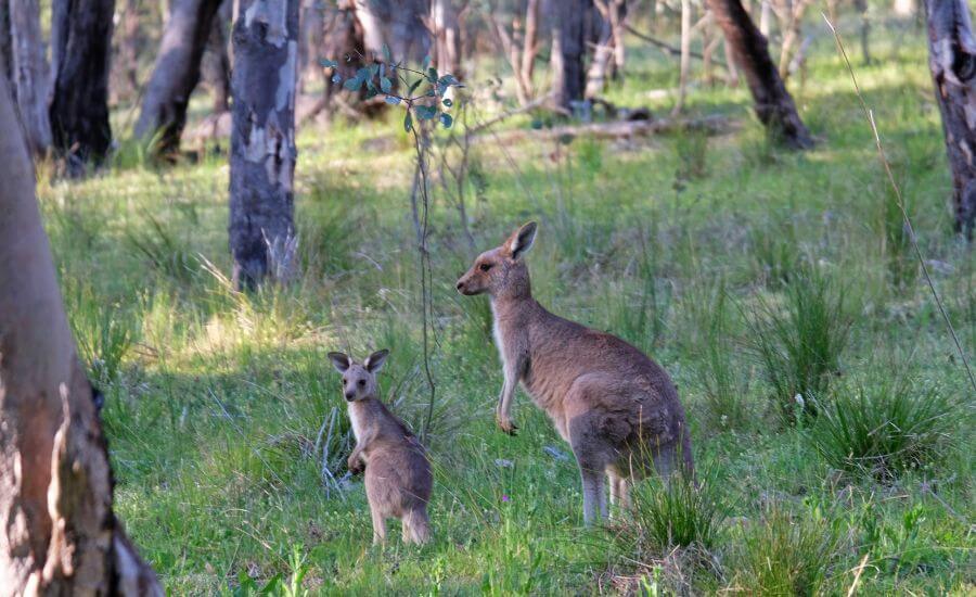 Wake Up To Kangaroos: 7 NSW Campgrounds Where Wildlife Roams Free