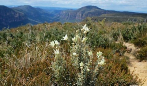 Best Spring Wildflower Walks in the Blue Mountains - Flannel flowers blooming on the Lockleys Pylon walk