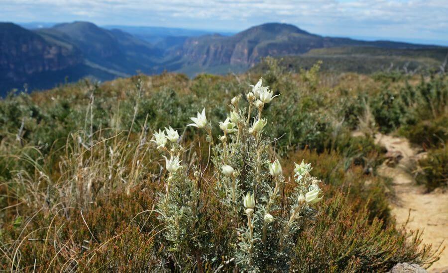 Best Spring Wildflower Walks in the Blue Mountains - Flannel flowers blooming on the Lockleys Pylon walk