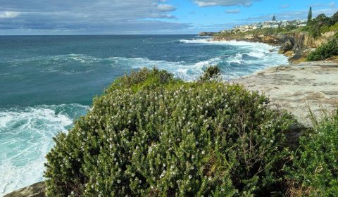 Best Time to Do the Bondi to Coogee Walk, Sydney