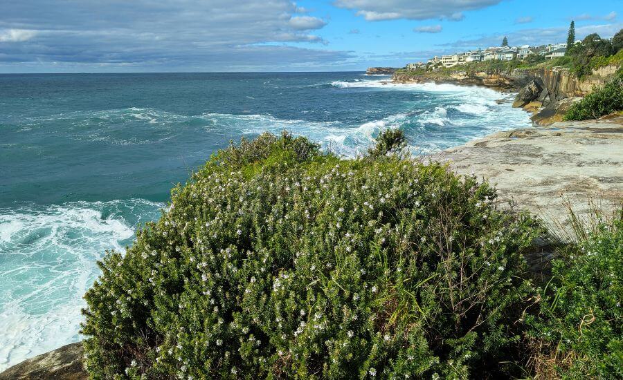 Best Time to Do the Bondi to Coogee Walk, Sydney